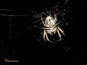 araa de jardn europea (Araneus diadematus)